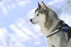 开云体育APP下载-当爵士的冰遇上马刺的火，西亚卡姆如何用大场面基因改写比赛方程式