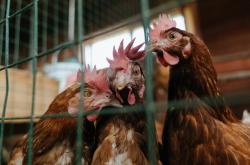 开云在线直播-欧冠半决赛之夜，伊布以王者之姿带动全队节奏