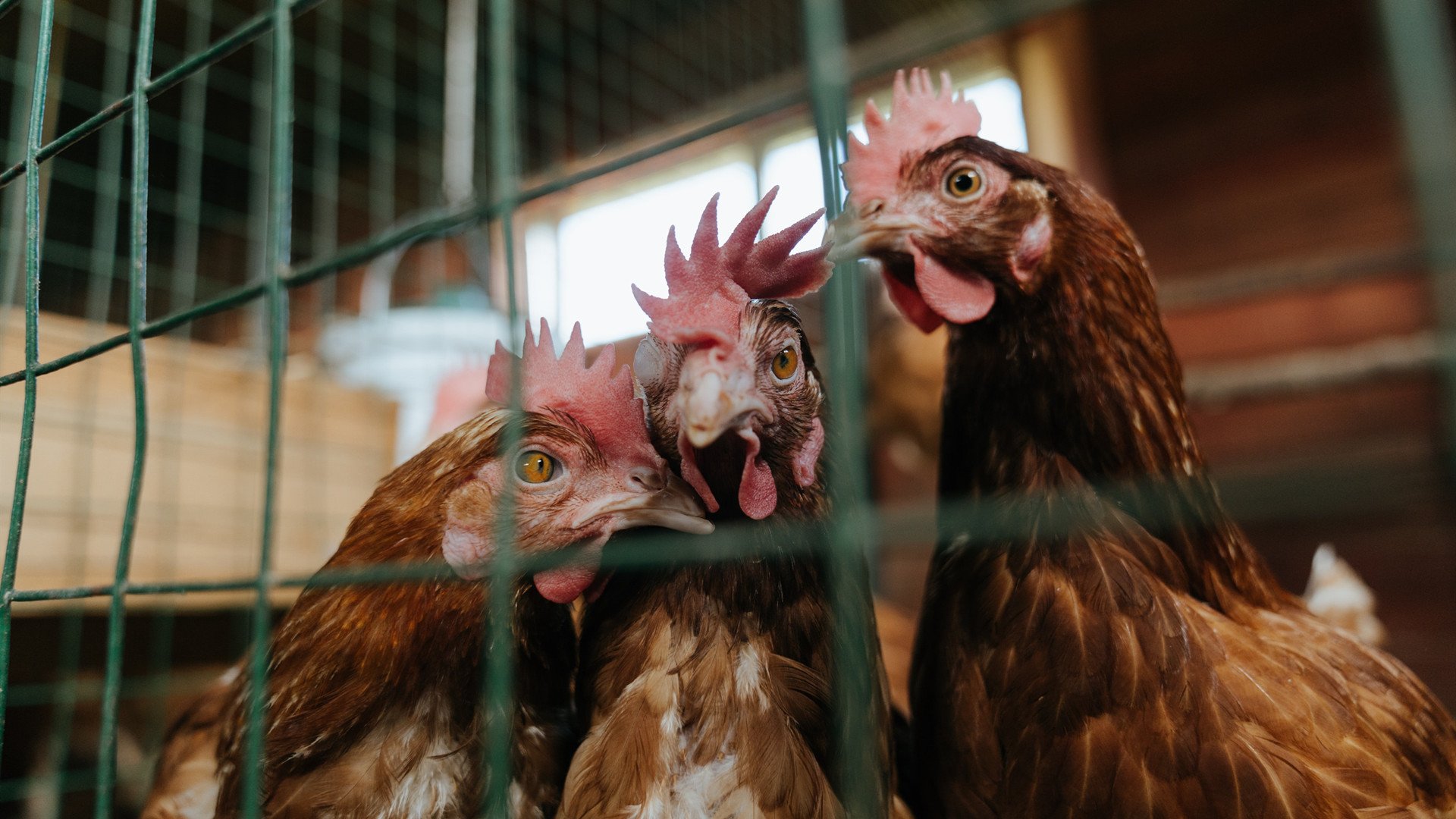 欧冠半决赛之夜，伊布以王者之姿带动全队节奏